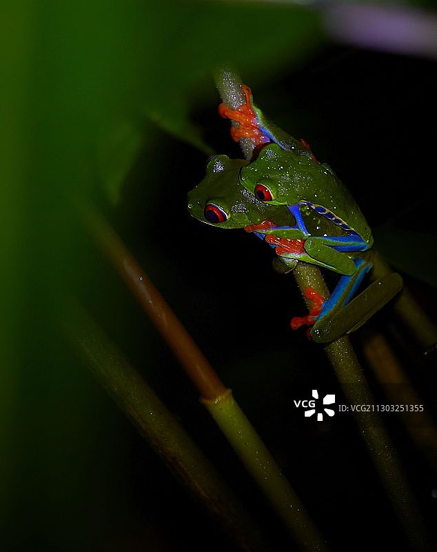 哥斯达黎加蛙类特写图片素材