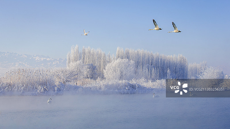 北国风光天鹅湖图片素材