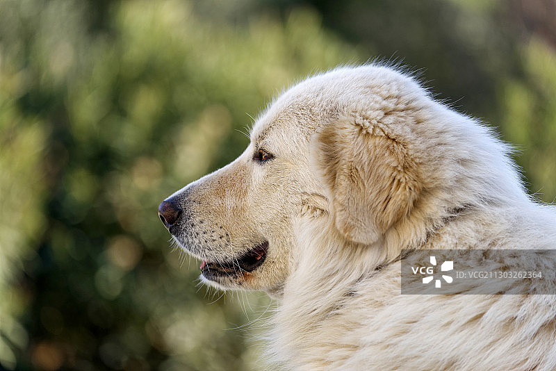 看向别处的狗的特写图片素材