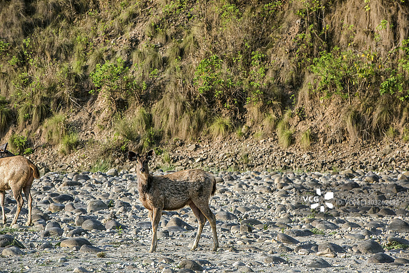 原野上的鹿侧面图，吉姆·科比特国家公园，印度图片素材