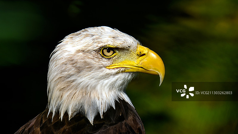 白头海雕特写，汉普郡，英格兰，英国图片素材