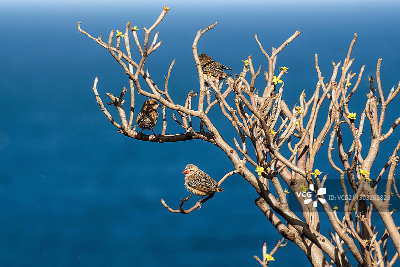 塞内加尔达喀尔海边的枯萎植物特写图片素材