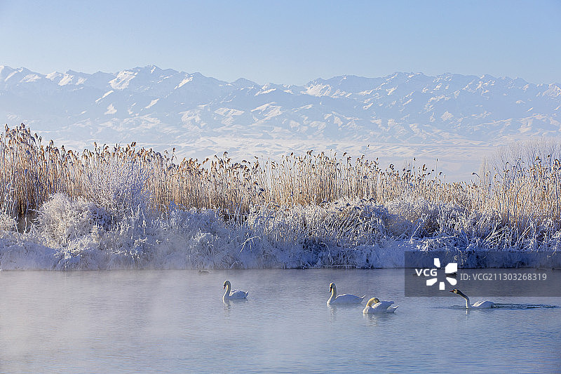 雪山脚下天鹅泉图片素材