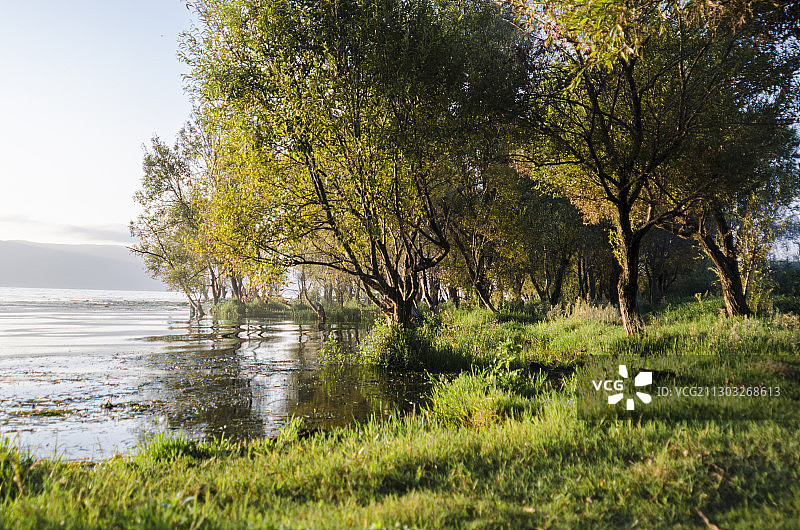 秋季云南洱海的湖畔小树林图片素材