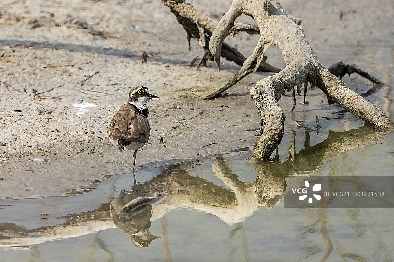 鸟类栖息在光秃秃树上的特写，西班牙瓦伦西亚图片素材