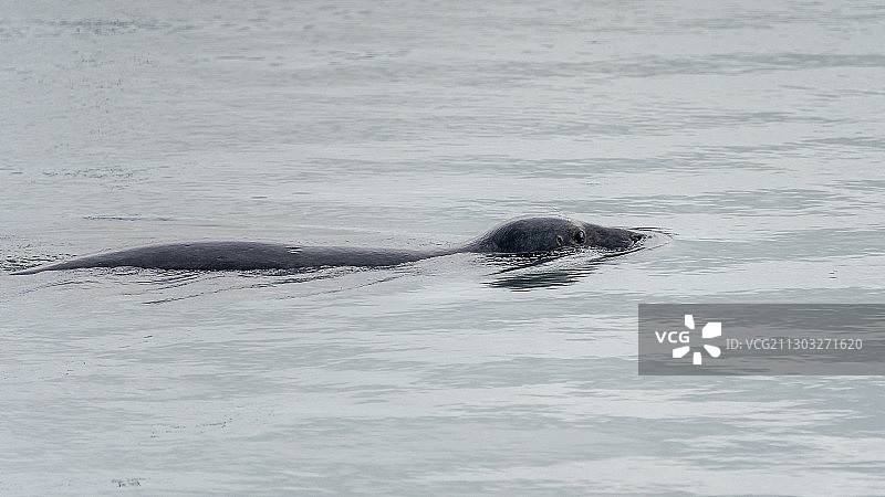 海豚在海中畅游（爱尔兰都柏林）图片素材