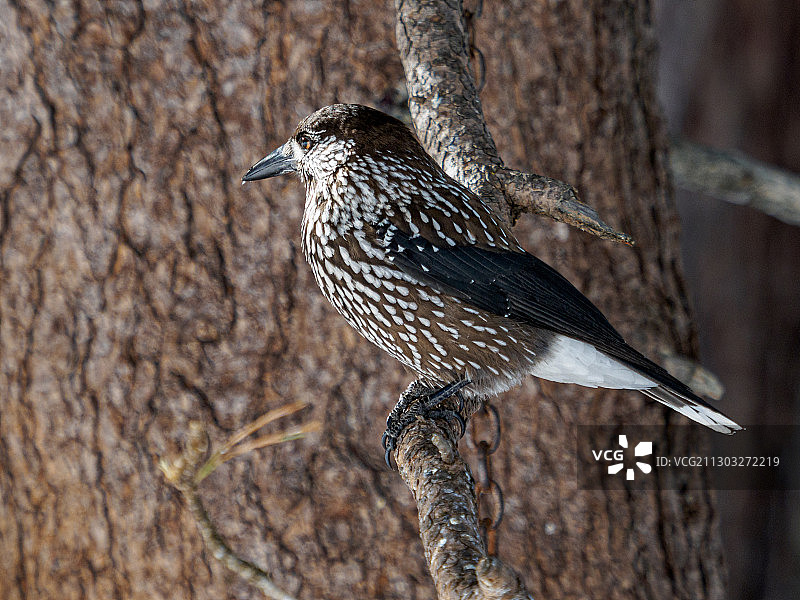 鸟类栖息在树上特写，蓬特雷西纳，瑞士图片素材