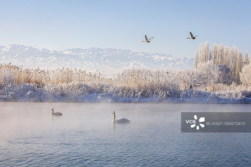 风光优美的天鹅湖图片素材