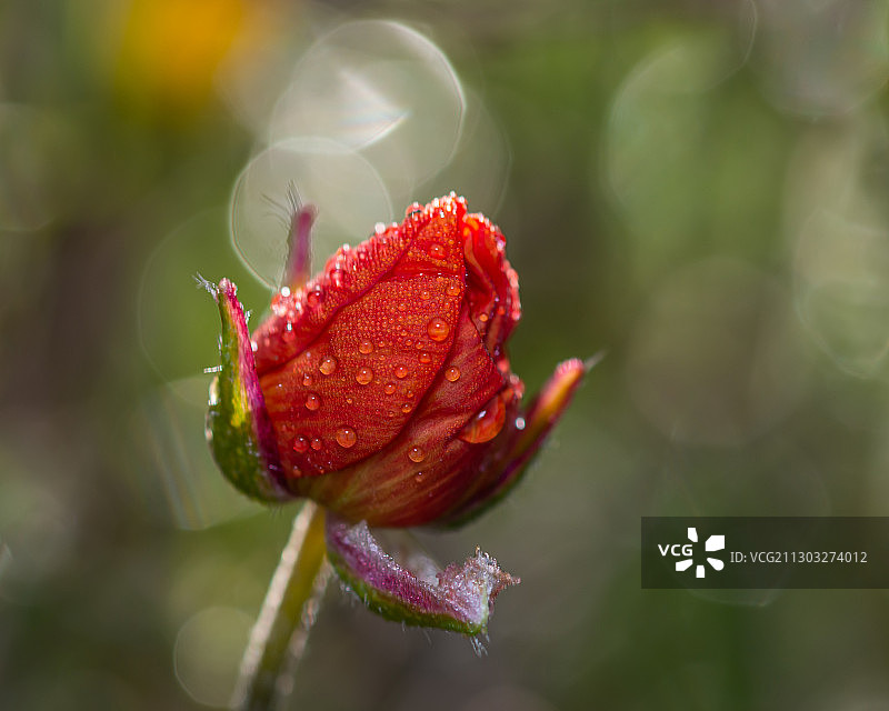 红色玫瑰花蕾的特写图片素材