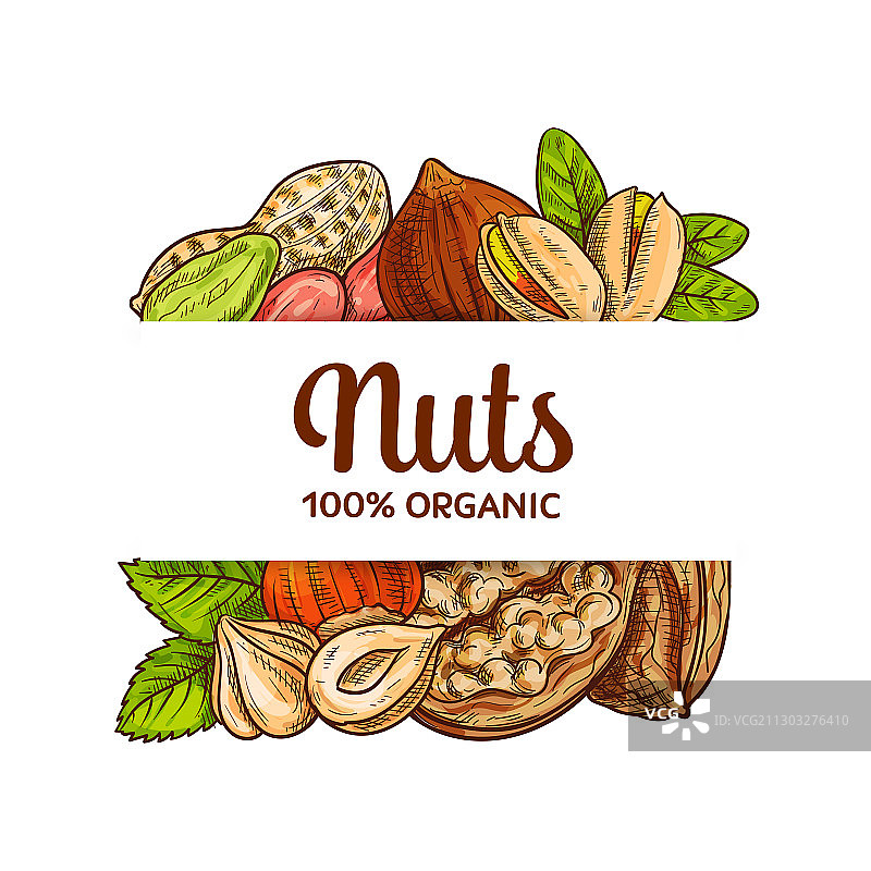 各种坚果素描banner图片素材