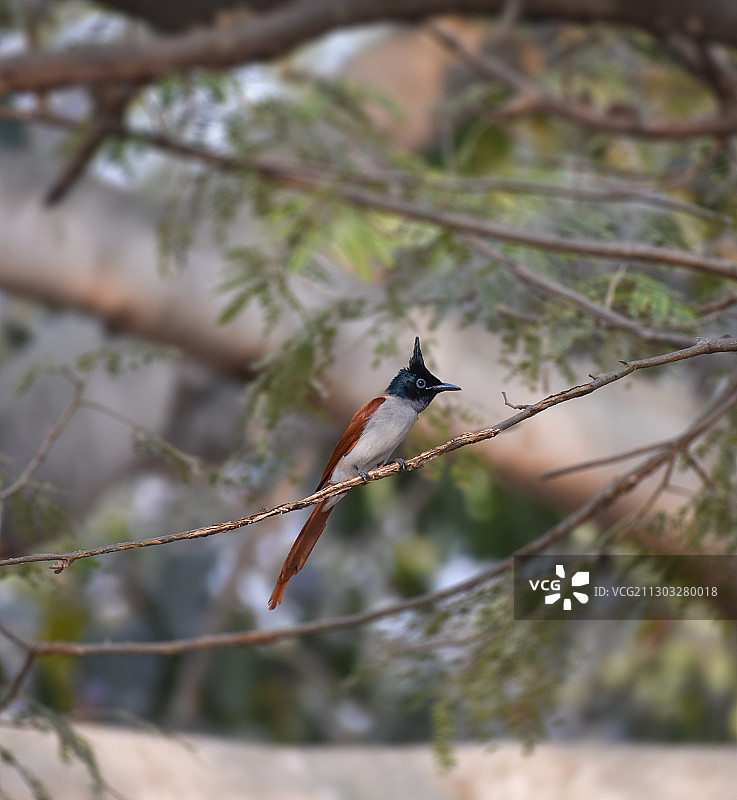 低角度拍摄的栖息在树枝上的鸟，印度卡纳塔克邦班加罗尔图片素材
