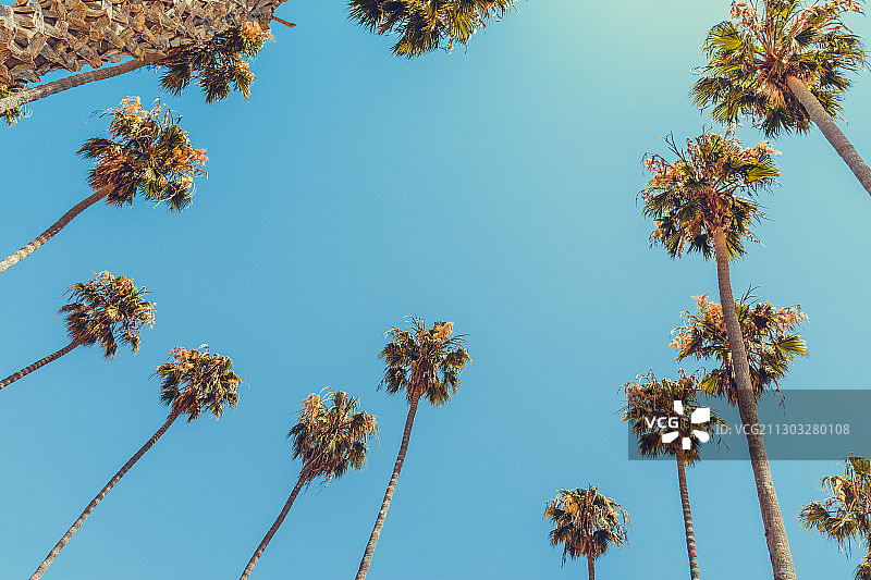 加利福尼亚州圣巴巴拉的树木仰视图图片素材