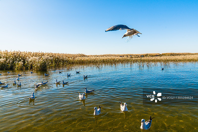 居延海图片素材