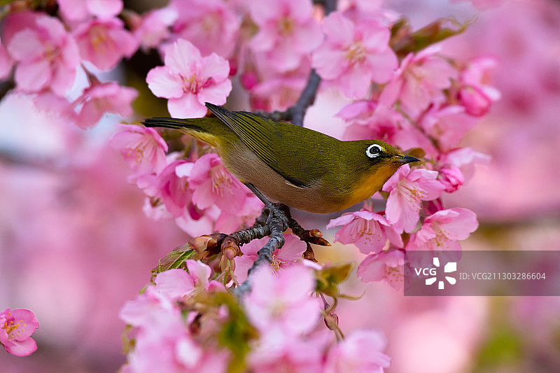 栖息在樱花上的鸟类特写图片素材