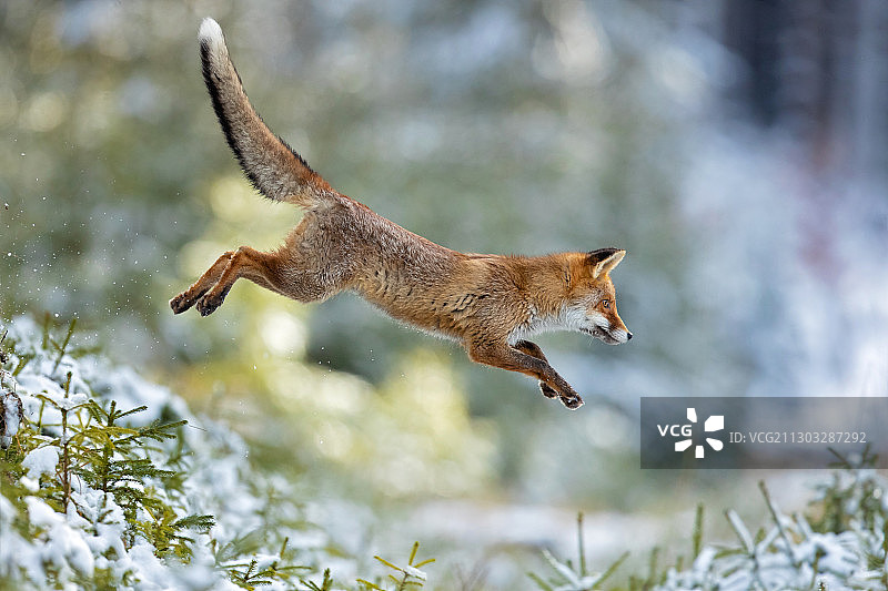 松鼠在田野上奔跑的侧视图图片素材