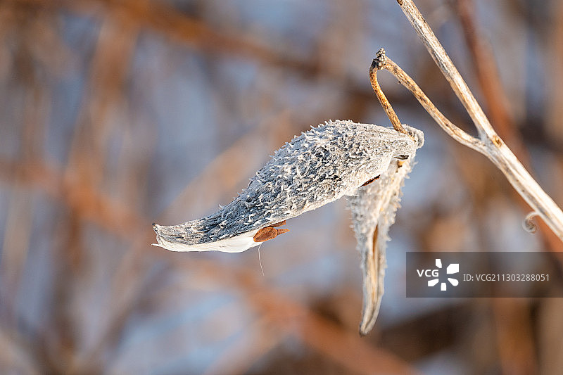 加拿大安大略省奥沙瓦的干燥植物特写图片素材