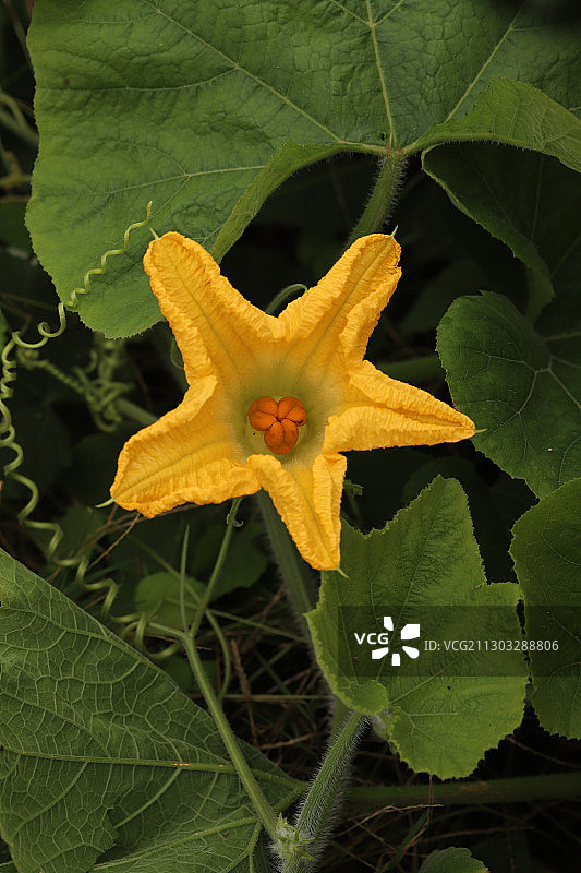 一朵南瓜花图片素材