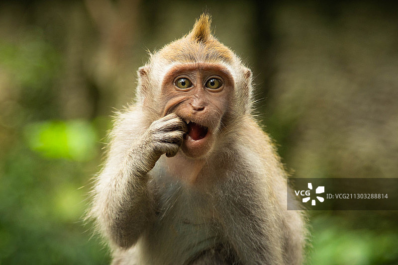 印度尼西亚乌布猴子吃食物特写图片素材