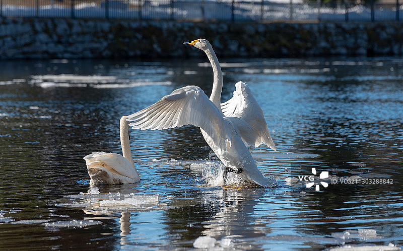 芬兰卡亚尼湖中的苍鹭高角度视图图片素材