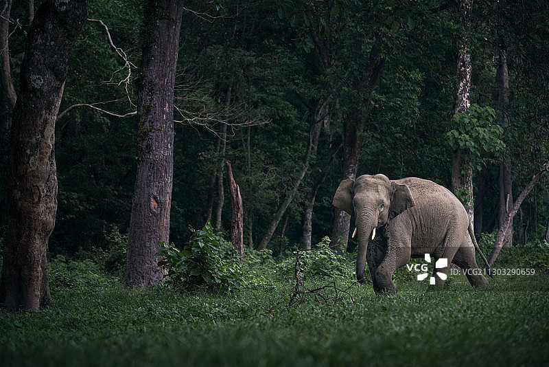 布克萨森林中行走的大象侧视图，西孟加拉邦，印度图片素材
