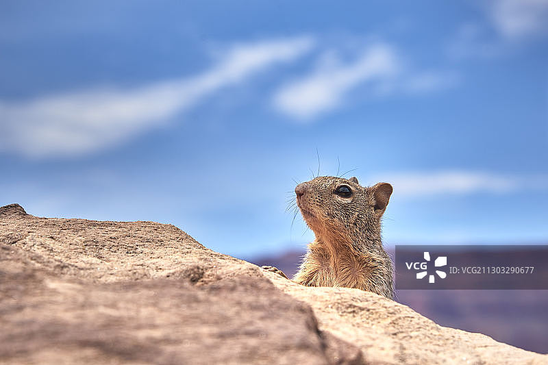 仰视岩石上的狐獴图片素材
