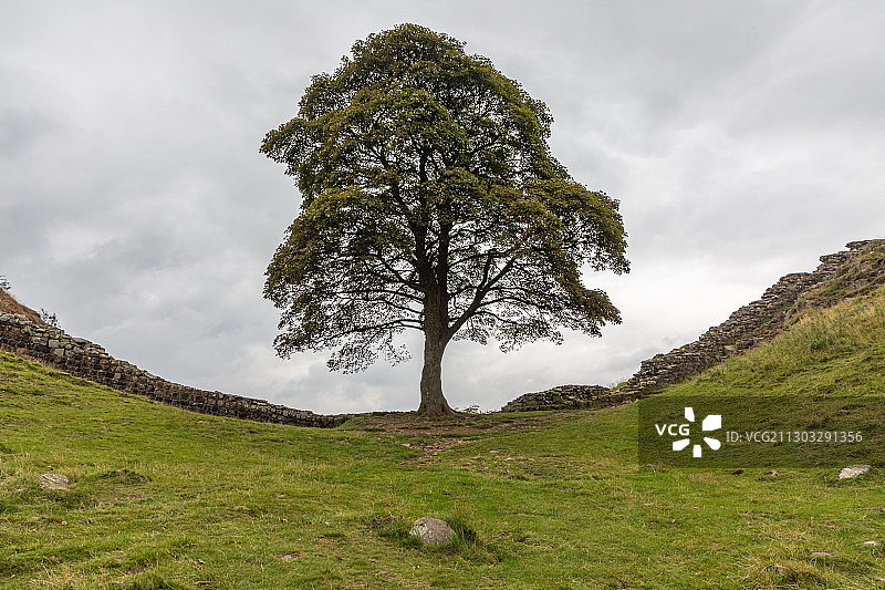 仰视视角下的田野树木图片素材