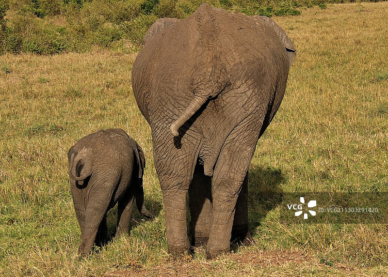 肯尼亚塞克纳尼，两只小象在交流图片素材