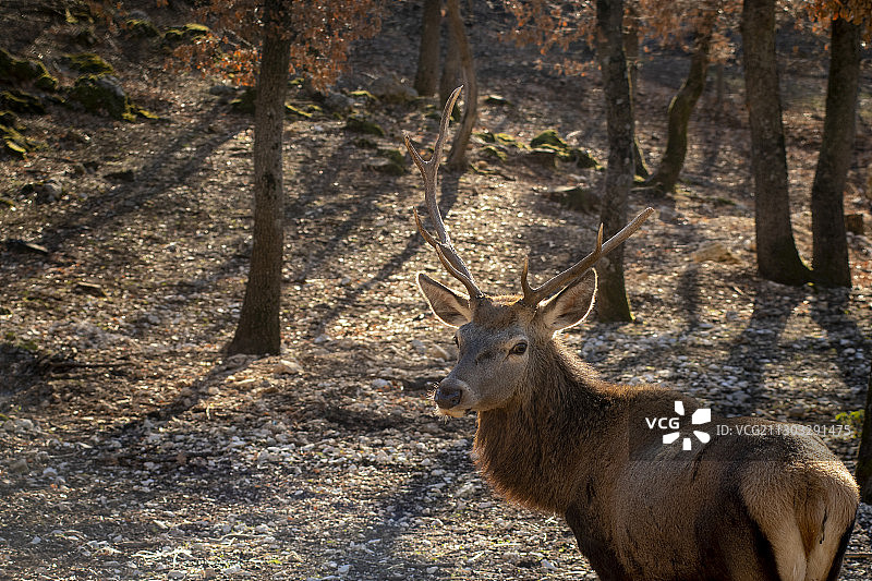 森林中站立的鹿肖像图片素材