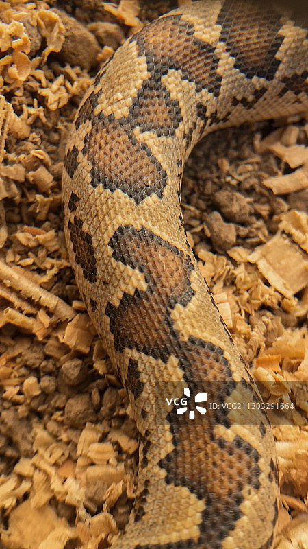 巴基斯坦白沙瓦的蛇特写图片素材