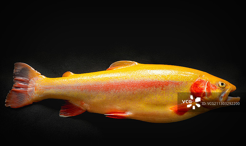 特写：黑色背景下的鱼，德国彭青Am Schwallberg图片素材