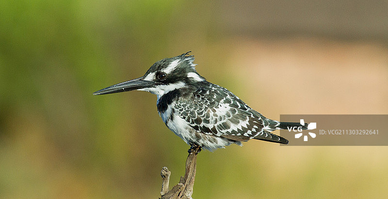 南非比勒陀利亚国家公园，栖息在树枝上的鸟类特写图片素材