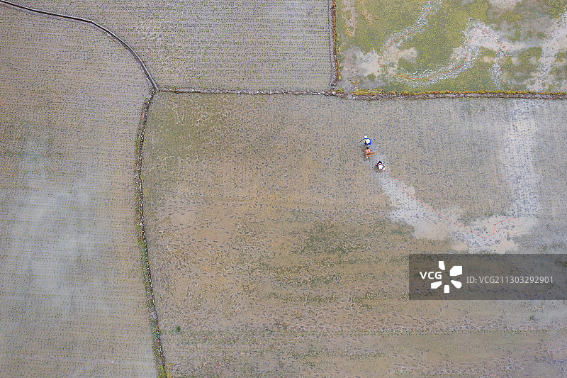 航拍水稻梯田和小路图片素材