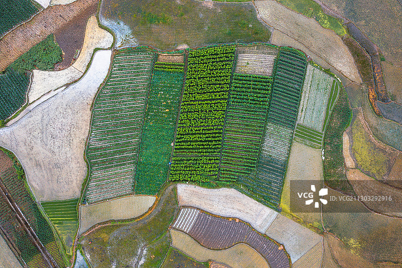 航拍水稻梯田和小路图片素材