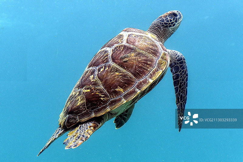 海龟游泳特写，留尼汪图片素材