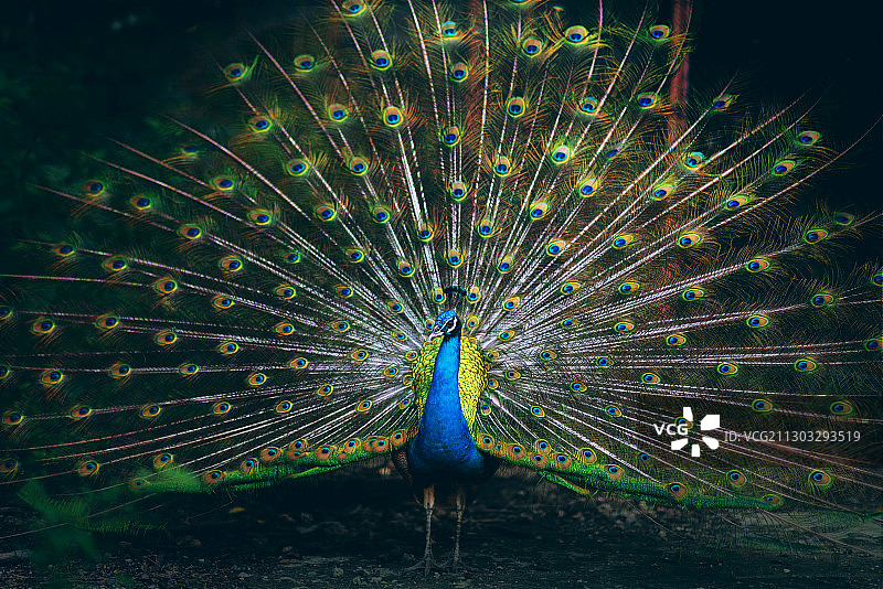 孔雀开屏特写图片素材