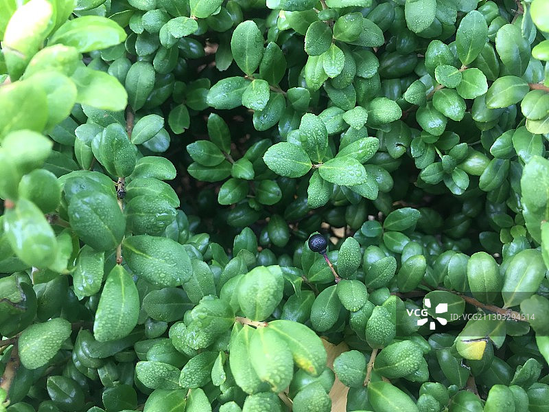 植物的全帧照片图片素材