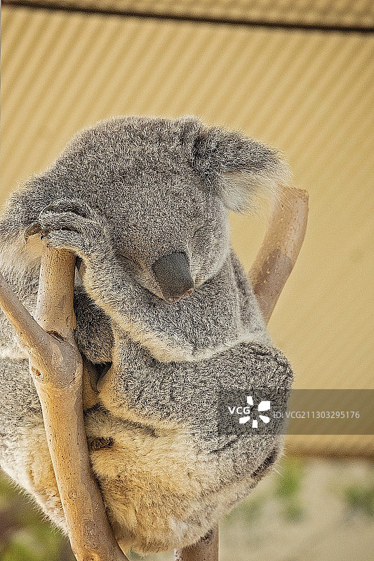 树上的考拉特写，悉尼，新南威尔士州，澳大利亚图片素材