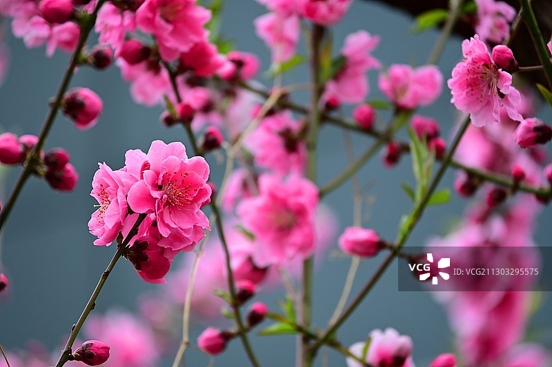 春季粉色樱花特写，日本图片素材