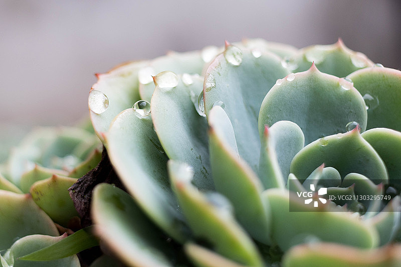 阿根廷胡胡伊圣萨尔瓦多的多肉植物特写图片素材