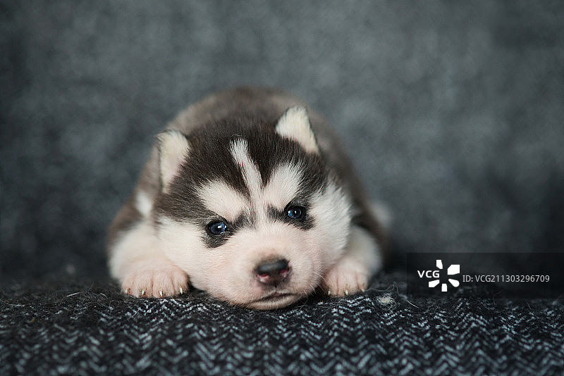 幼犬特写肖像，波兰图片素材