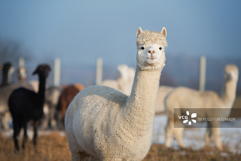 骆驼肖像（波兰）图片素材