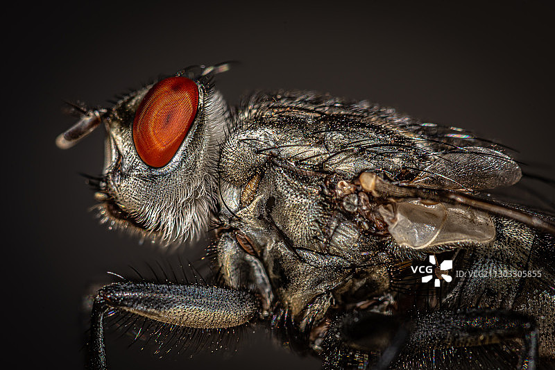 黑色背景下的植物昆虫特写，阿什杜德，以色列图片素材