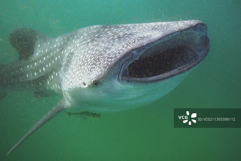 吉布提海中游鱼特写图片素材