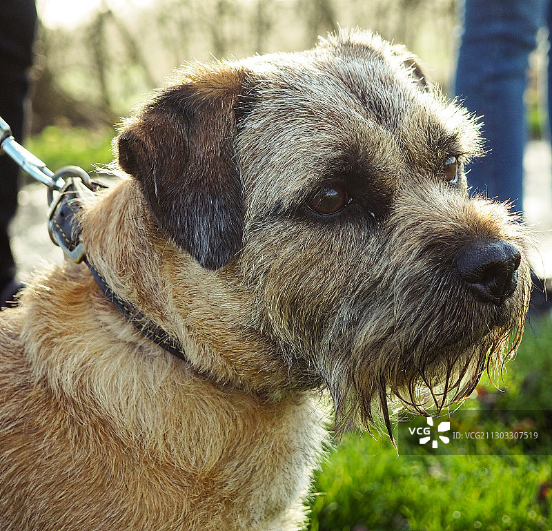 狗狗望向远方特写，英国萨里图片素材