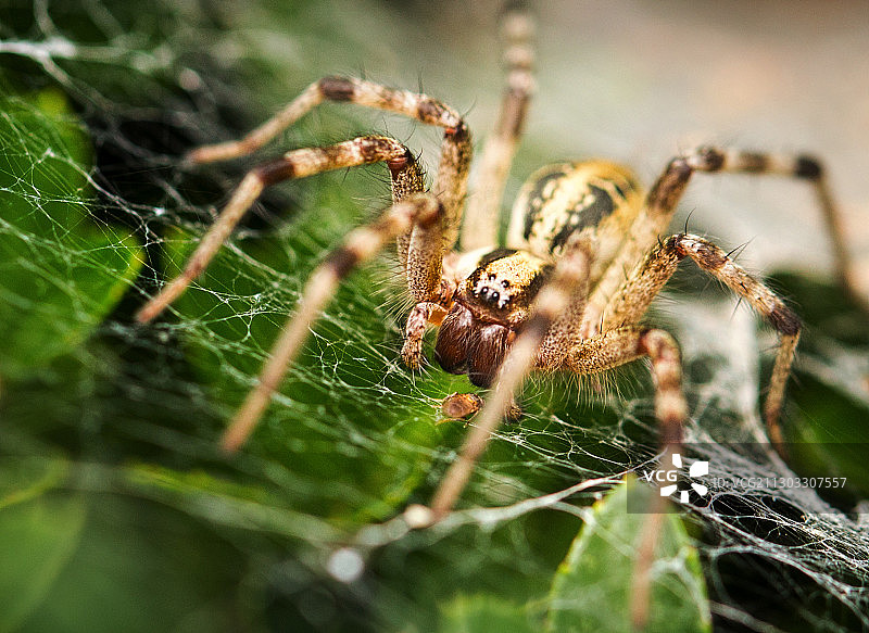 蜘蛛网上的蜘蛛特写图片素材