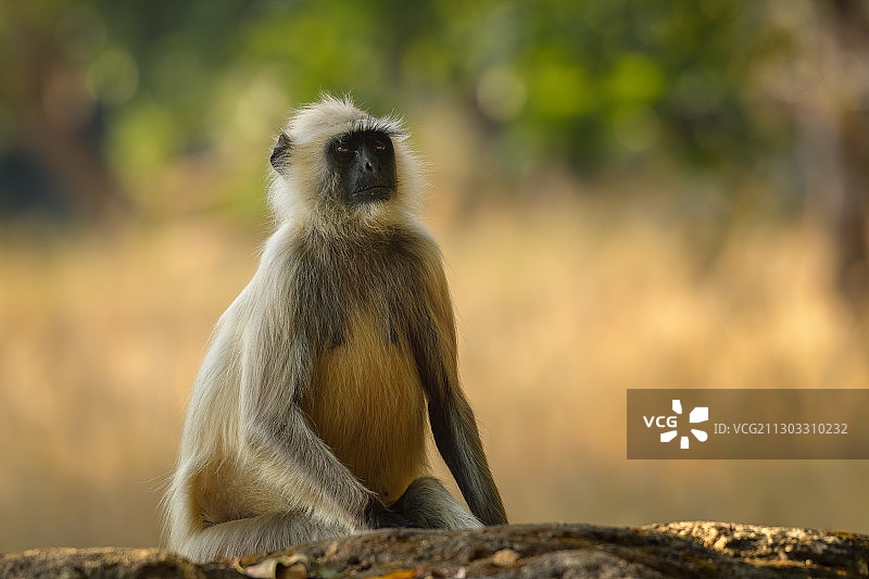 猴子坐在岩石上的特写，班达迦，印度图片素材