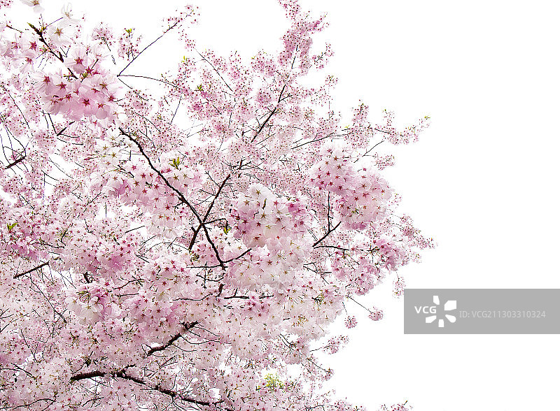 美国加州萨拉托加的樱花仰视角度美景图片素材