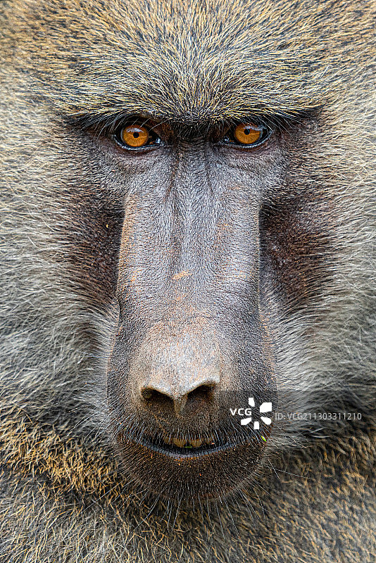 乌干达大猩猩特写肖像图片素材