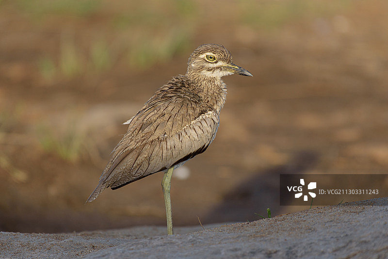 鸟栖息在岩石上的特写图片素材