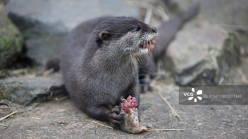 在荷兰阿默斯福特人行道上吃东西的土拨鼠特写图片素材
